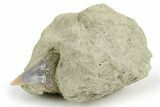 Narrow White Shark Tooth Fossil on Sandstone - Bakersfield, CA #257490-1